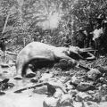 Vojnich Oszkár egy kilőtt ázsiai elefánttal.