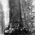 Yosemite Nemzeti Park, óriás mamutfenyő (Sequoiadendron giganteum).