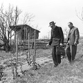 szőlőhegy.